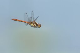 libellule_sympetrum_striolatum_2858