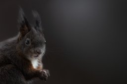 305A8489-Modifier