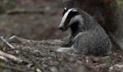 F09A6690_DxO
