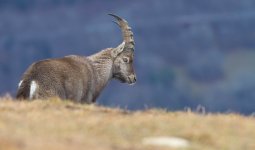 bouquetin_9865
