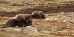 DSC_8715-Panorama-Modifier