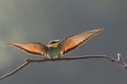 194A3613_DxO-Modifier