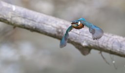305A0368_DxO-Modifier
