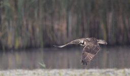 305A5647_DxO