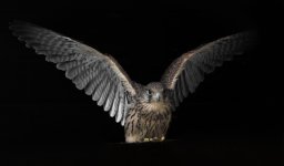 305A9436_DxO-Modifier
