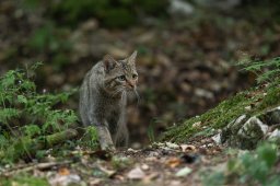DSC_1211-Modifier
