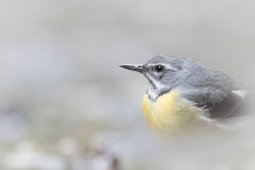 29052016_DL2I2241