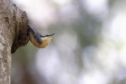 F09A1558_DxO