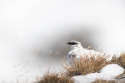Lagope_de_alpin_1335