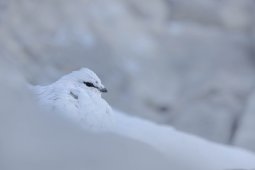 Lagope_de_alpin_3398