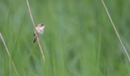 rousserolle_effarvatte_8179