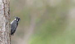 305A2741_DxO-Modifier