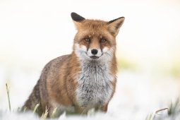 Animaux de la région