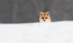 renard_roux_3319