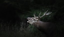 194A0454_DxO-Modifier-Modifier