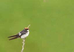 hirondelle_longs_brins_04_2