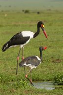 jabiru_8_sur_10_