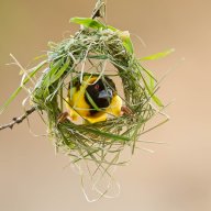 tisserin_03_34