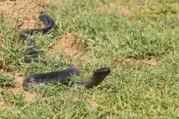 cobra_cracheur_africain_9_sur_23_