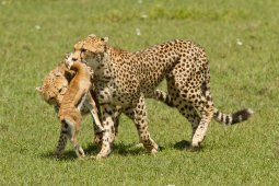 gu_pard_en_chasse_23