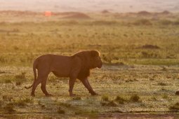 lion_5079