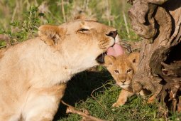 lion_7296