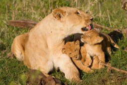 lion_7411