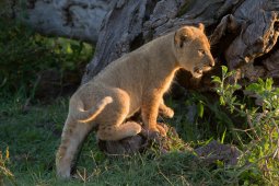 lion_7548