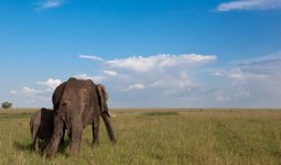 _l_phant_1047