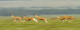 antilope_springbok_04_11