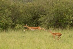 impala_3_sur_10_