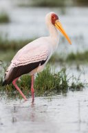 Tantale_ibis_8