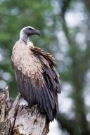 Vautour_fauve