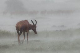 Antilope_Topi_4