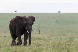 El_phant_d_Afrique_9