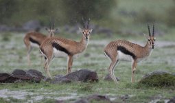 Gazelle_de_Thomson