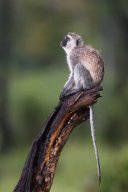 Vervet_6