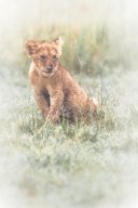 Lion_10