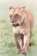 Lion_12