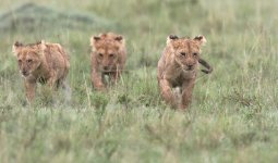 Lion_14