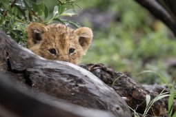 Lion_2