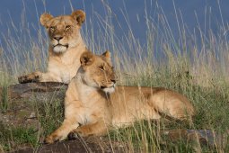 Lion_2_1