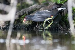 Gallinule_poule_d_eau_2