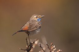 Oiseaux de l'intérieur des terres