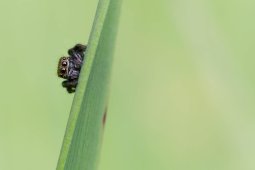 Salticidae_FS_6_images