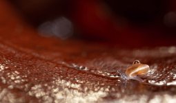 escargot_luisant