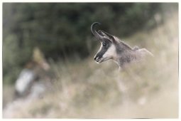 chamois