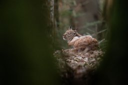 DSC_0357-Modifier